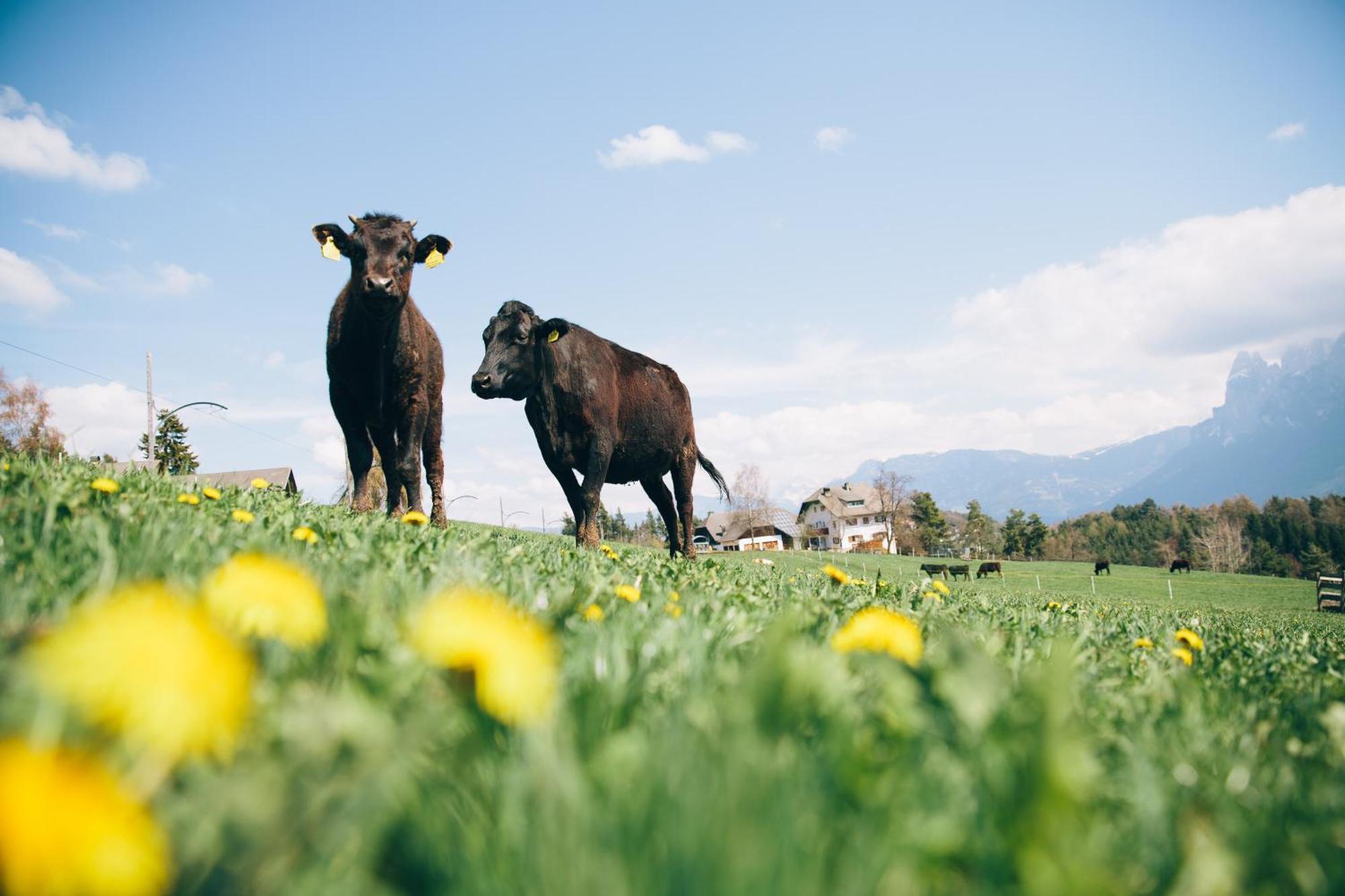 קוללבו Alpin Farm Birke - Oberweidacherhof מראה חיצוני תמונה