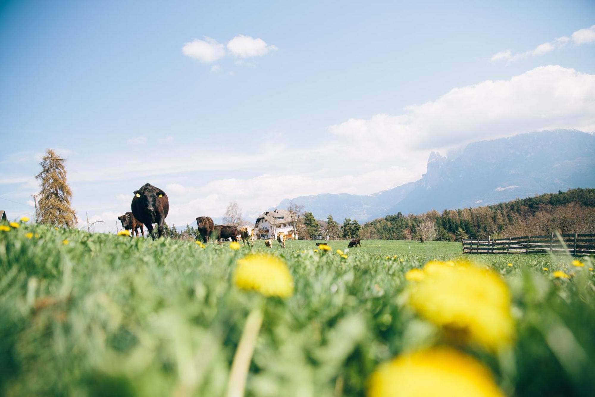 קוללבו Alpin Farm Birke - Oberweidacherhof מראה חיצוני תמונה