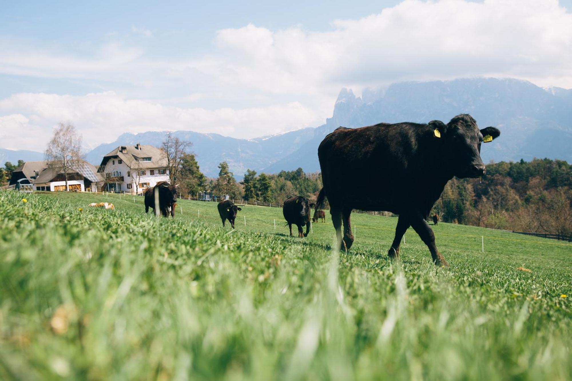 קוללבו Alpin Farm Birke - Oberweidacherhof מראה חיצוני תמונה